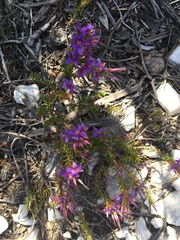 Calytrix leschenaultii