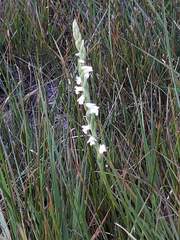 Spiranthes aestivalis