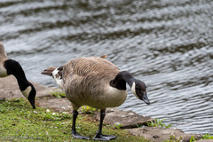 Branta canadensis