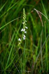 Spiranthes aestivalis
