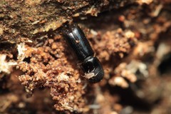 Xyleborus lanaiensis