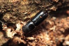 Xyleborus lanaiensis