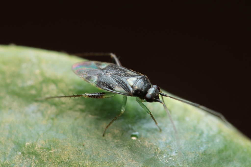 Orthotylus kara
