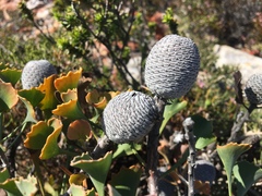 Isopogon trilobus