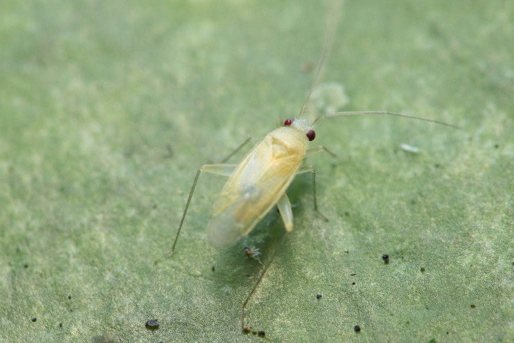 Orthotylus pisoniae