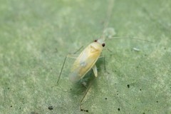 Orthotylus pisoniae