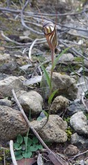 Pterostylis dolichochila