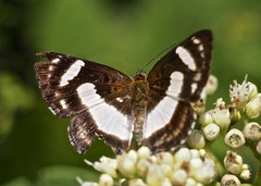 Thisbe irenea