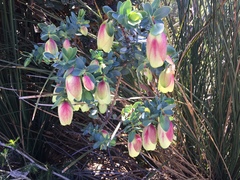 Pimelea physodes