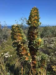 Hakea victoria
