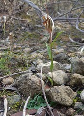 Pterostylis dolichochila