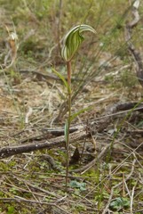 Pterostylis dolichochila