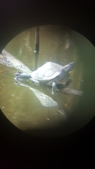 Trachemys scripta elegans