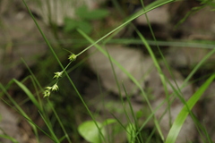 Carex brunnescens