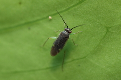 Orthotylus hedyoti