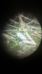 Trachemys scripta elegans