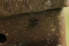 Ectrychotes andreae