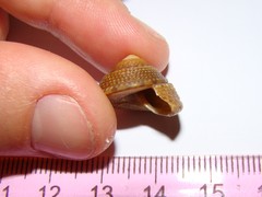 Coelotrochus tiaratus