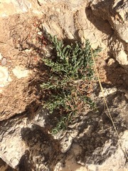 Enchylaena tomentosa