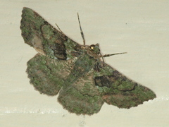 Aeolochroma turneri