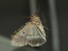 Aeolochroma turneri