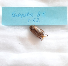 Amphimallon solstitiale