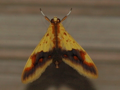 Tetracona pictalis