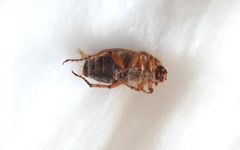 Amphimallon solstitiale
