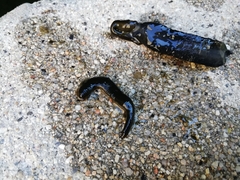 Haemopidae