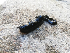 Haemopidae