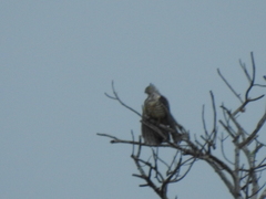 Aviceda subcristata timorlaoensis