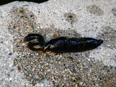 Haemopidae