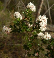 Pomaderris obcordata