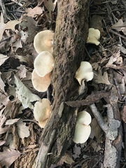 Crepidotus mollis