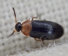 Anaspis regimbarti