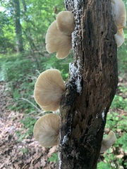 Crepidotus mollis