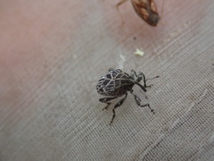 Mogulones geographicus