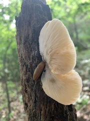 Crepidotus mollis
