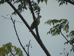 Ptilinopus regina xanthogaster