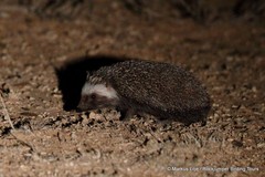 Atelerix frontalis frontalis