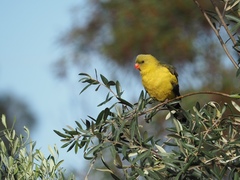 Polytelis anthopeplus