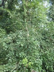 Dalbergia latifolia