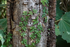 Tetrastigma obtectum