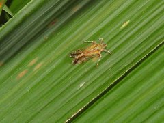 Orthopagus splendens