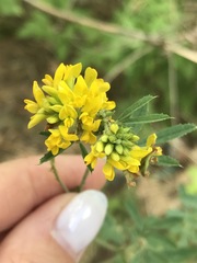 Medicago falcata