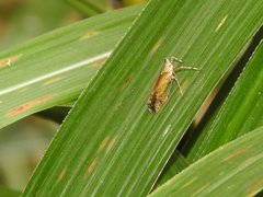 Orthopagus splendens