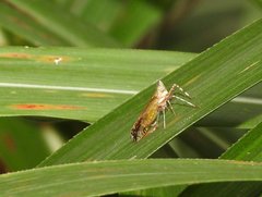 Orthopagus splendens