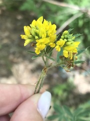 Medicago falcata