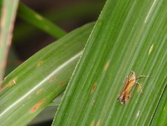 Orthopagus splendens