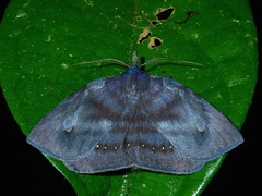 Rhynchodina molybdota